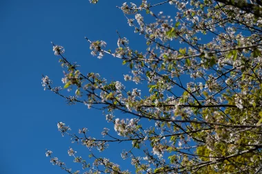 Parc du Limancet St Medard arbre fleuri detail.